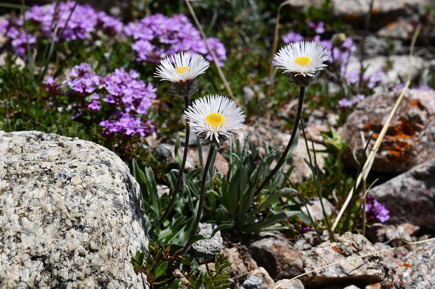 Изображение особи Erigeron lachnocephalus.