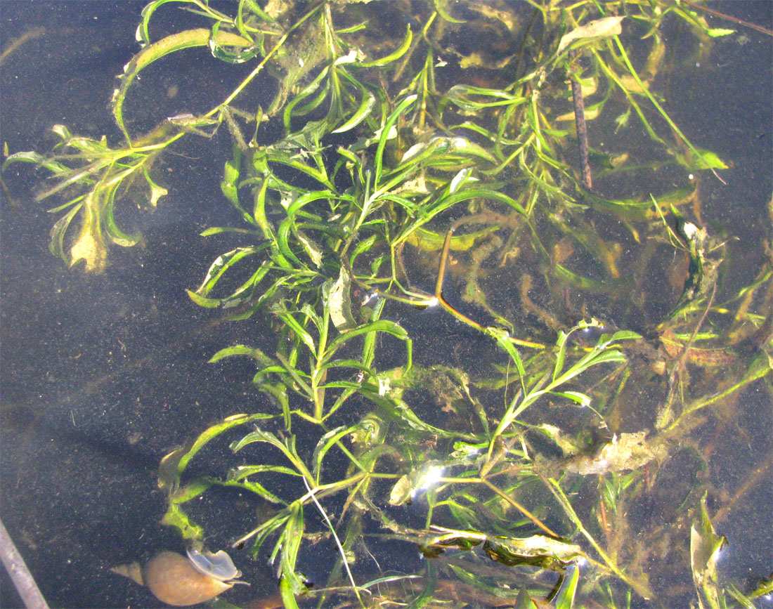 Image of Potamogeton &times; zizii specimen.