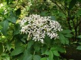 Sambucus nigra. Соцветие и листья. Краснодарский край, городской округ Сочи, Хостинский р-н, Мацестинский лесопарк, широколиственный лес. 19.05.2023.