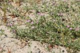 Spergularia rubra