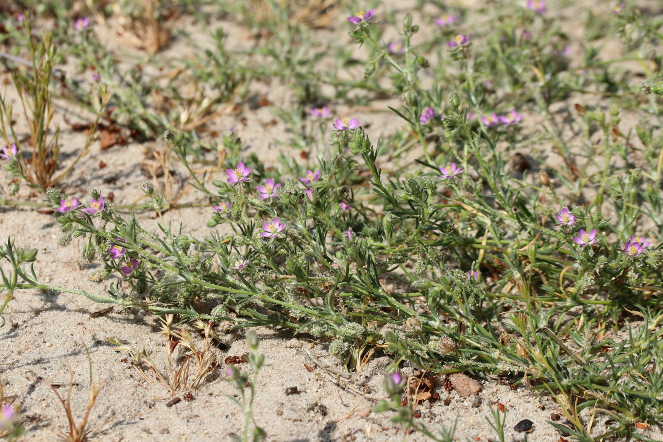 Image of Spergularia rubra specimen.