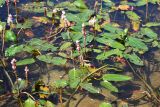 Persicaria amphibia