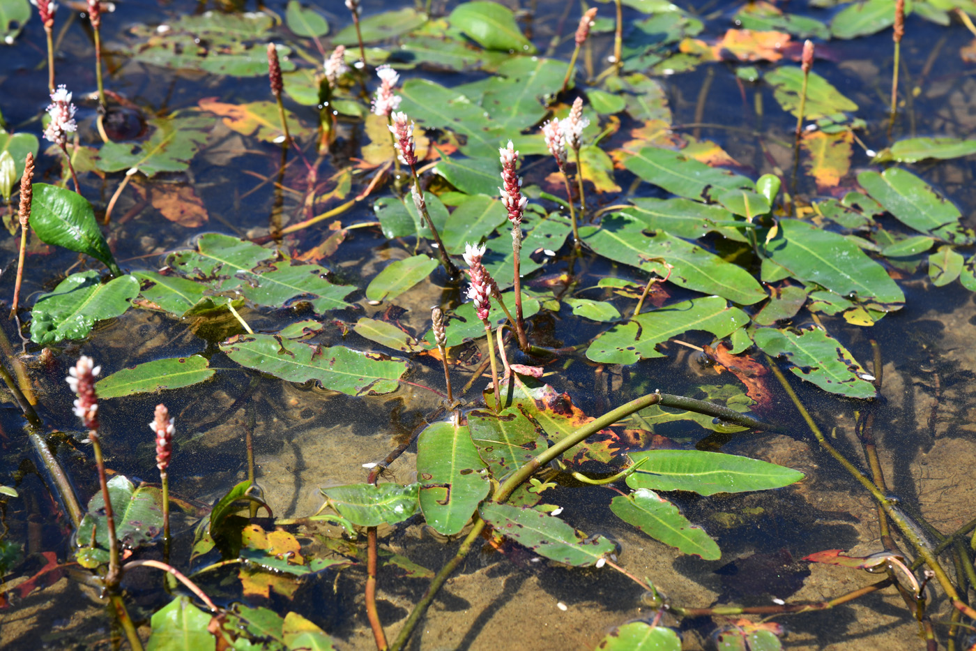 Image of Persicaria amphibia specimen.