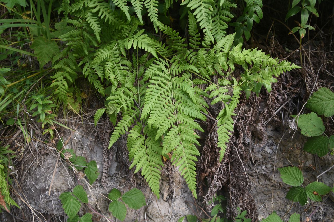 Image of Pteridium aquilinum specimen.