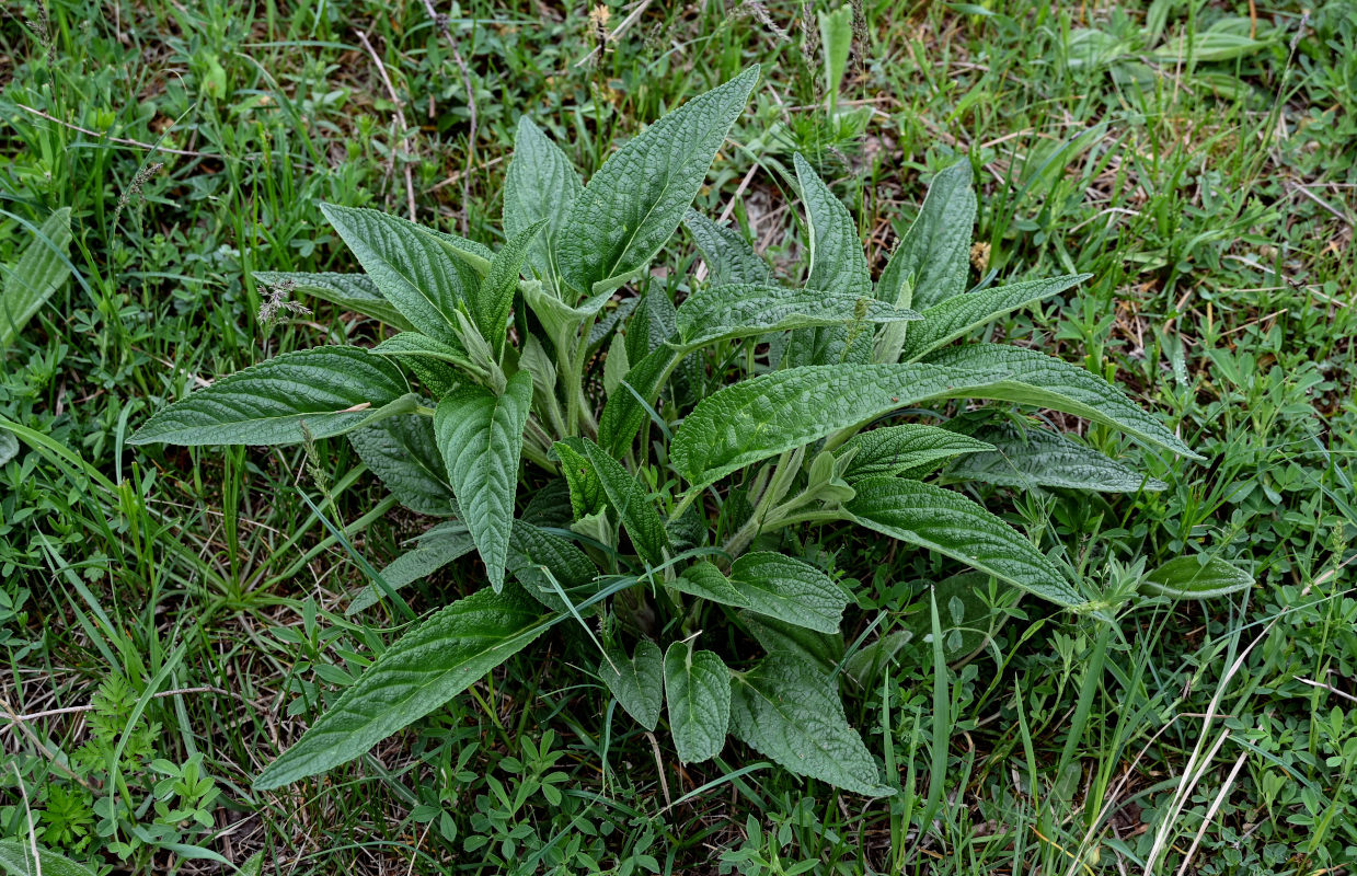 Image of Phlomis pungens specimen.