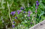 Nepeta mussinii