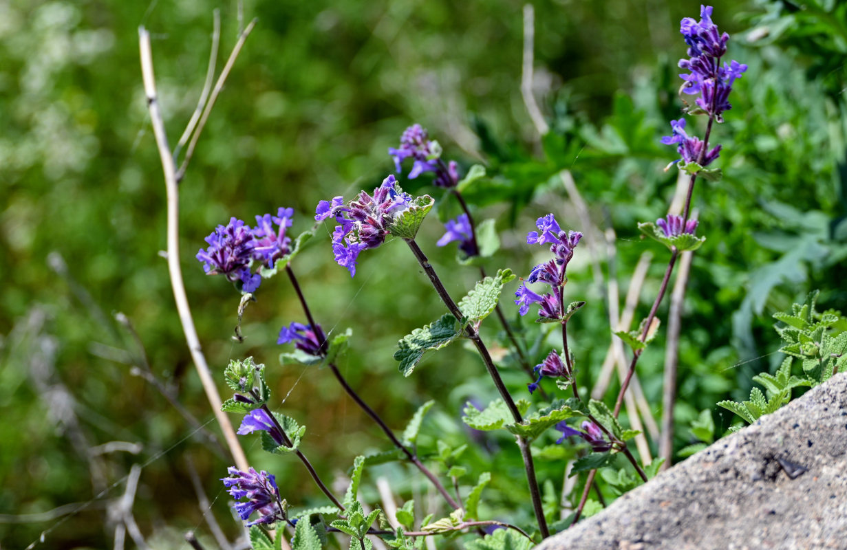 Изображение особи Nepeta mussinii.