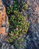 genus Thymus. Цветущие растения. Оренбургская обл., Кувандыкский гор. округ, заповедник \"Шайтан-Тау\", хр. Шайтан-Тау, ≈ 500 м н.у.м., на скале. 06.07.2023.