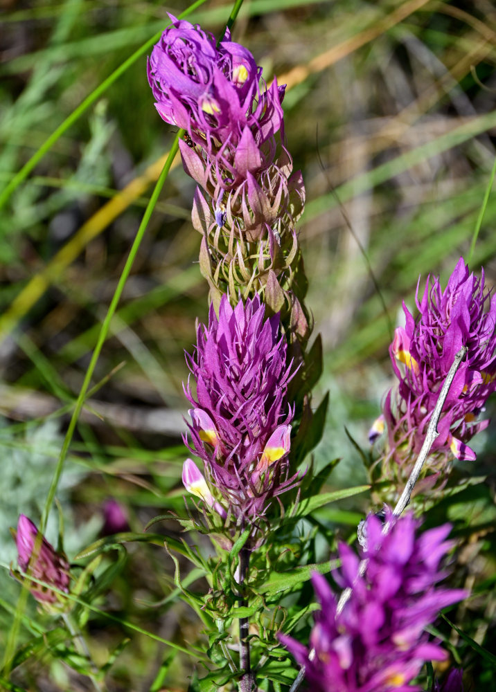 Image of Melampyrum arvense specimen.