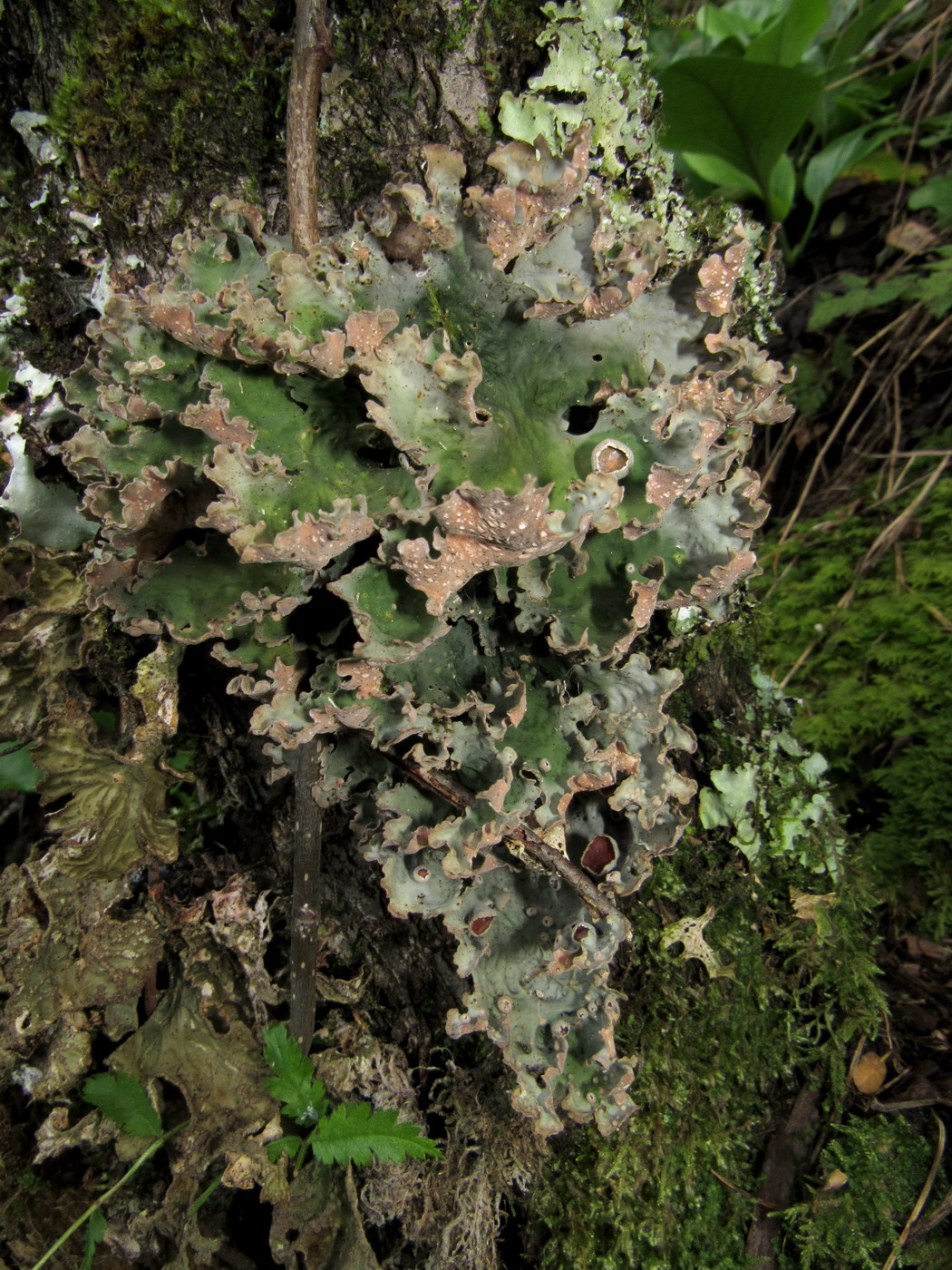 Изображение особи Dendriscosticta gelida.