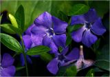 Vinca minor