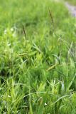Carex atherodes