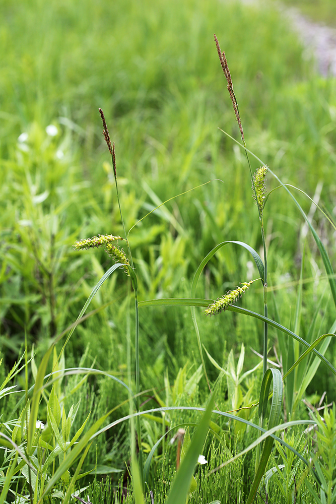 Изображение особи Carex atherodes.