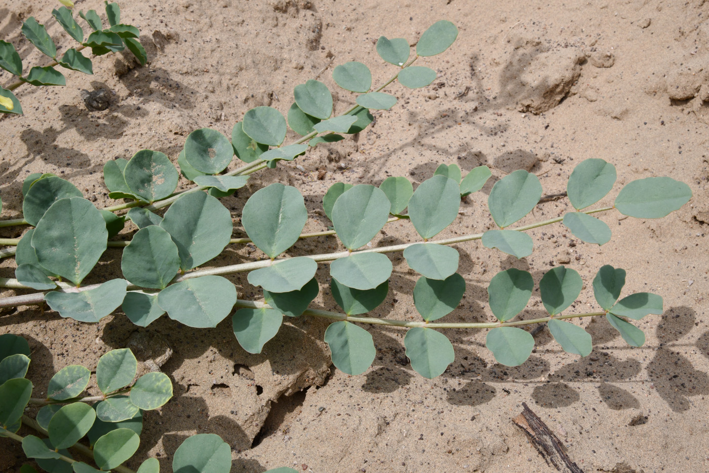 Image of Astragalus flexus specimen.