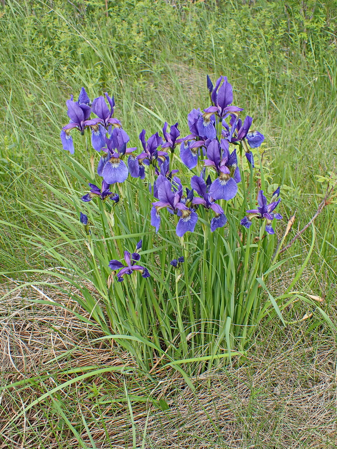 Image of Iris sanguinea specimen.