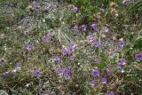 Xeranthemum annuum
