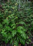 Cirsium oleraceum