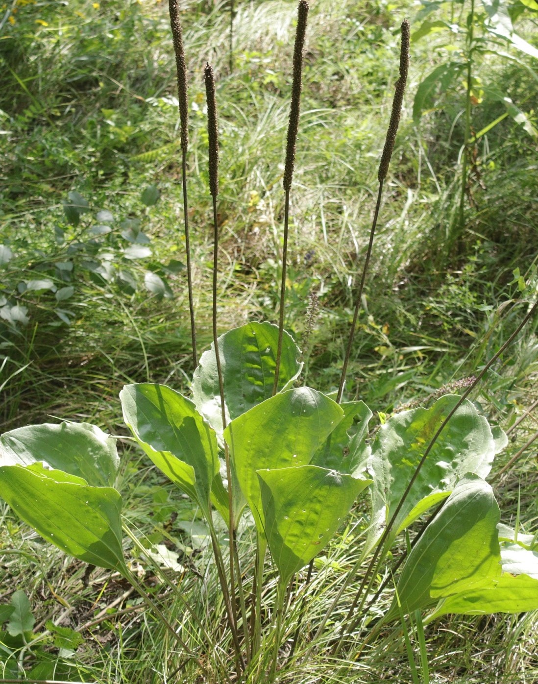 Изображение особи Plantago maxima.