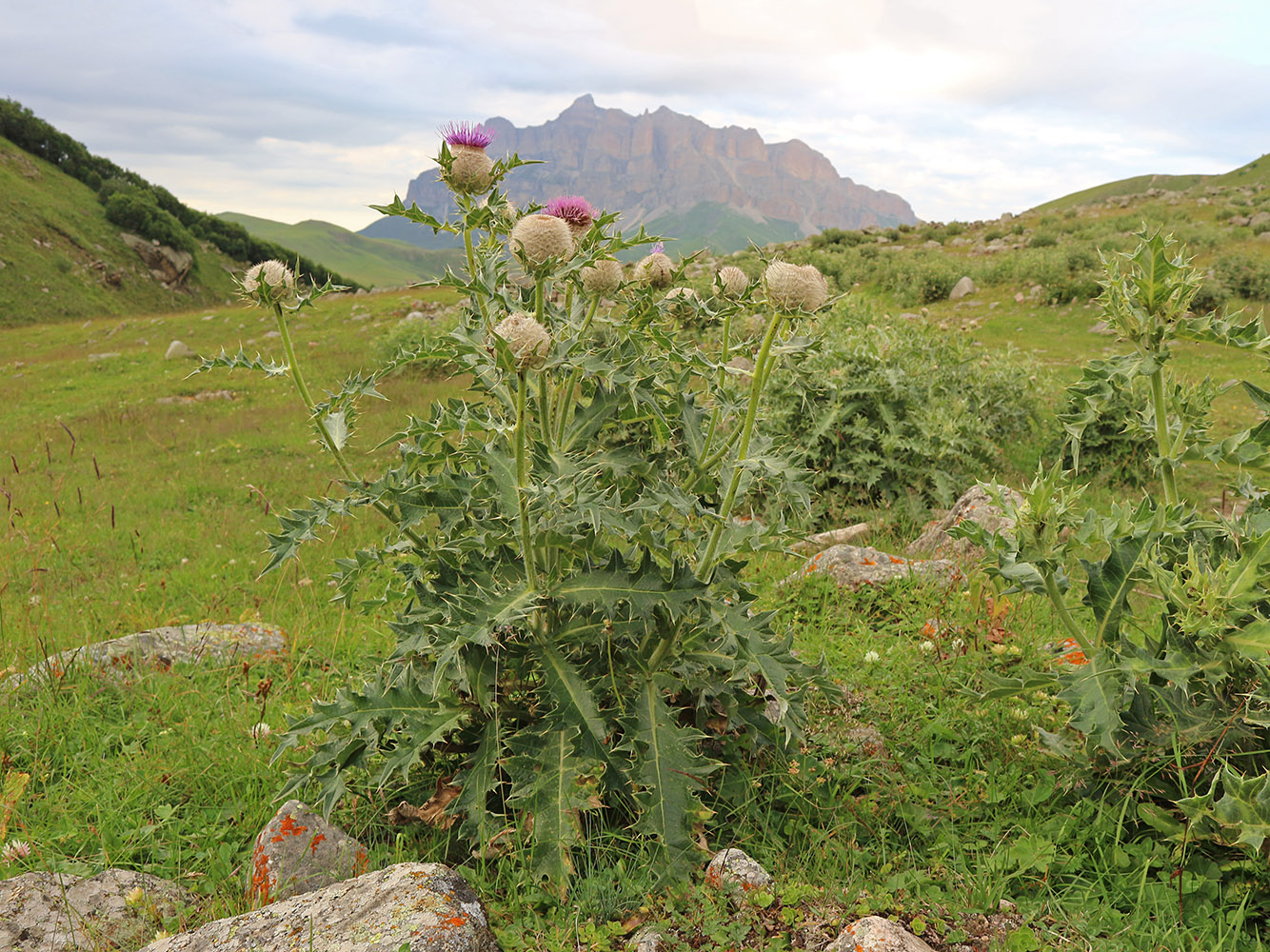 Изображение особи Cirsium balkharicum.