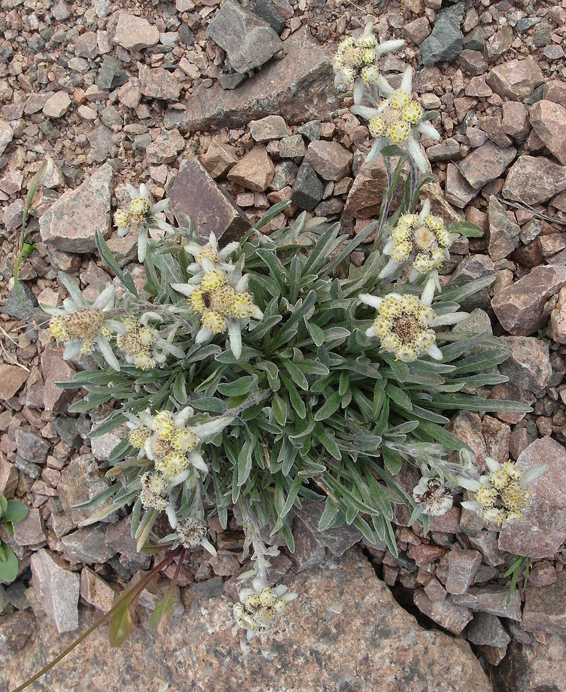 Image of Leontopodium fedtschenkoanum specimen.