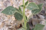 Cleome arabica