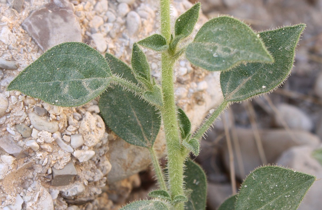 Image of Cleome arabica specimen.