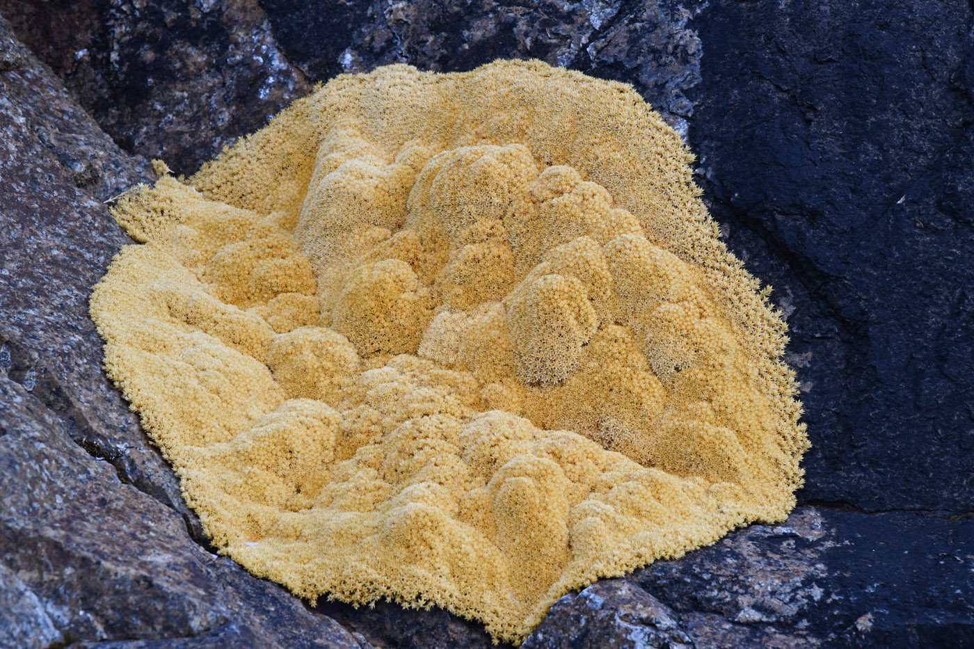 Image of Thylacospermum caespitosum specimen.