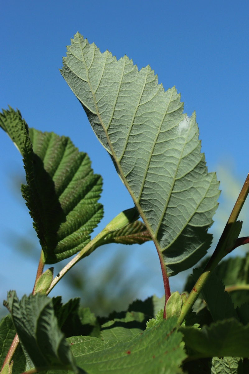 Изображение особи Alnus incana.
