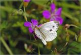 Geranium palustre. Цветок с кормящейся бабочкой-белянкой Pieris brassicae. Московская обл., Раменский р-н, окр. ж.-д. платформы Хрипань, окраина леса. 23.07.2009.