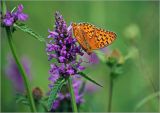 Betonica officinalis