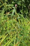 Persicaria amphibia
