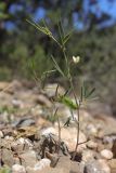 Lathyrus saxatilis