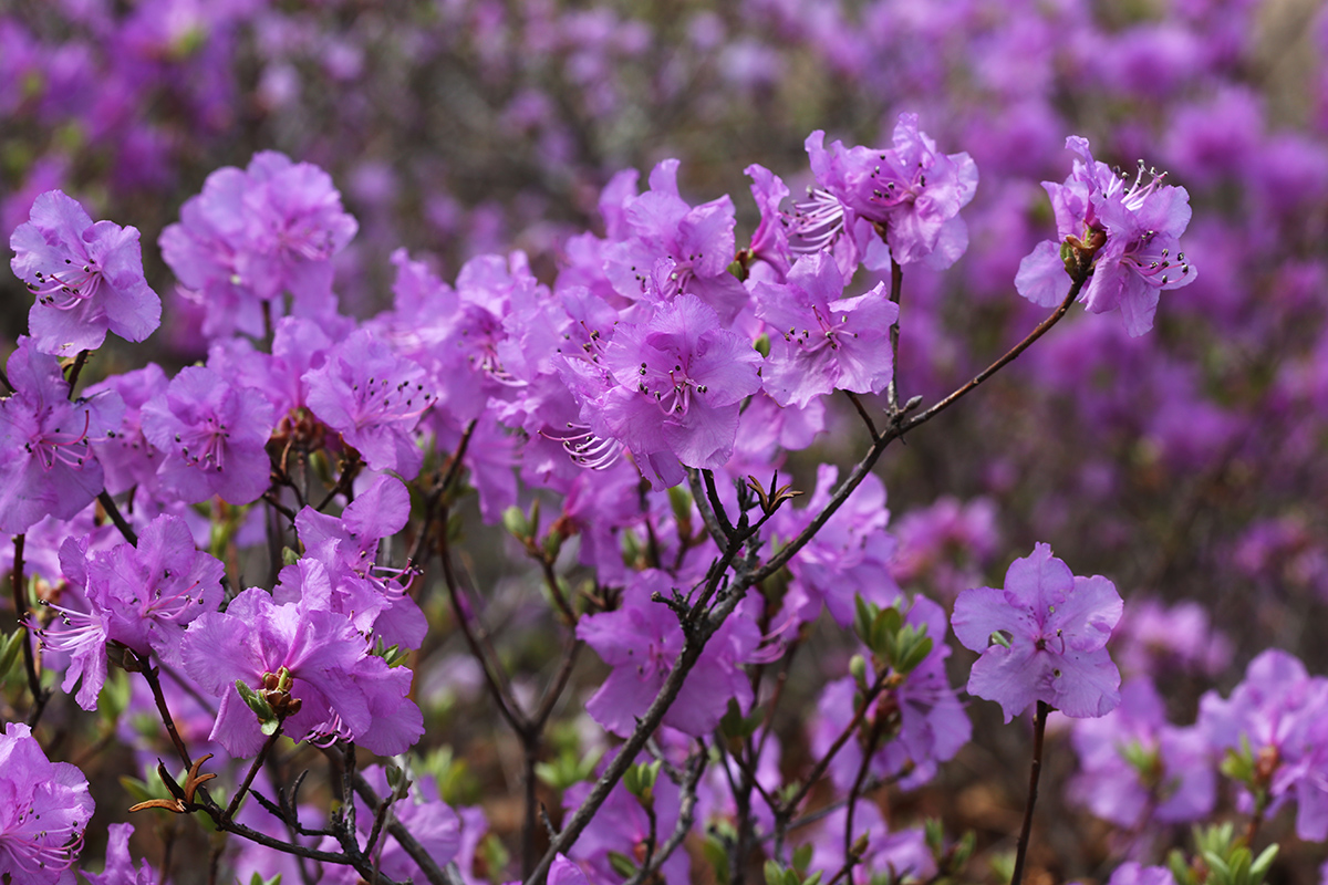 Image of Rhododendron mucronulatum specimen.