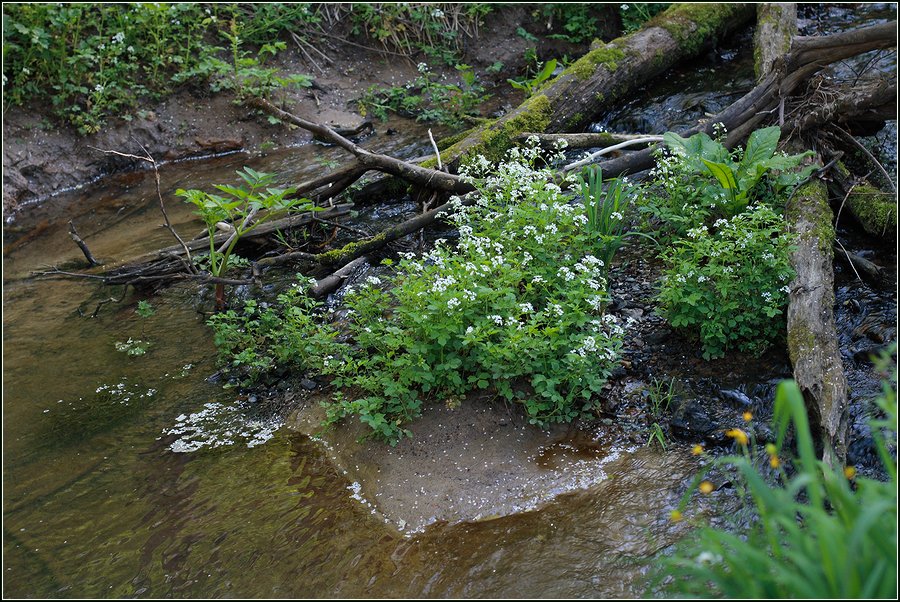 Изображение особи Cardamine amara.