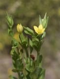 Centaurium maritimum. Цветки и бутон. Испания, Каталония, пров. Жирона, комарка Баш Эмпорда, муниципалитет Паламос, высокий берег моря, гаррига на выходах скал. 18.05.2025.