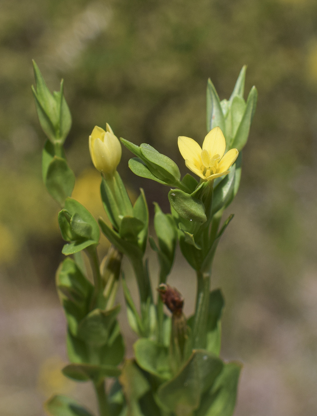 Image of Centaurium maritimum specimen.