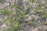 Chorispora tenella