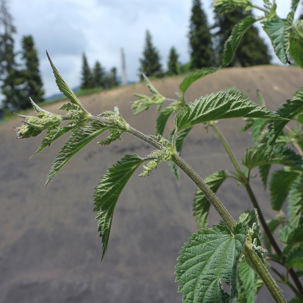 Image of Urtica dioica specimen.