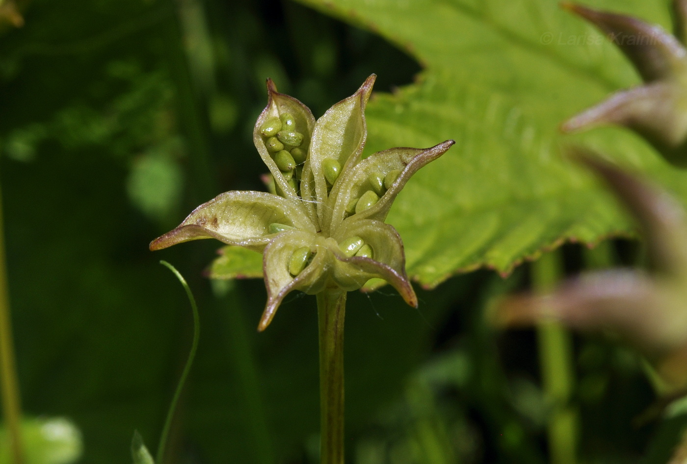 Image of Caltha silvestris specimen.