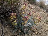 Matthiola odoratissima