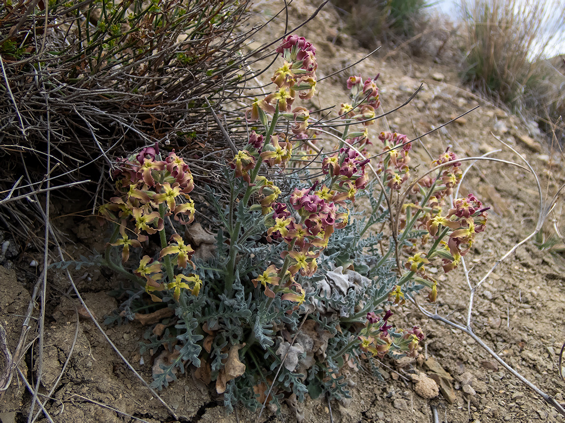 Image of Matthiola odoratissima specimen.