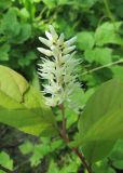 Itea virginica