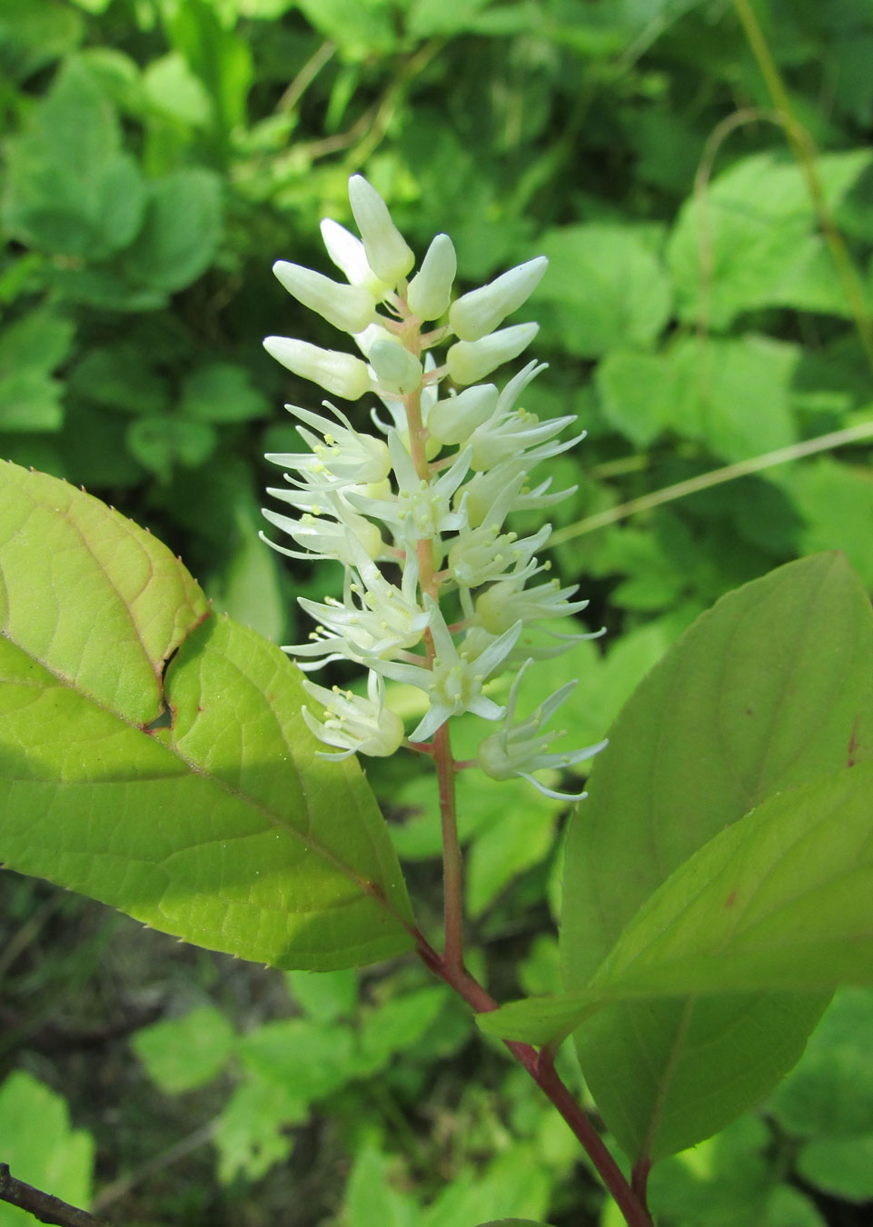 Image of Itea virginica specimen.