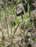 genus Salix