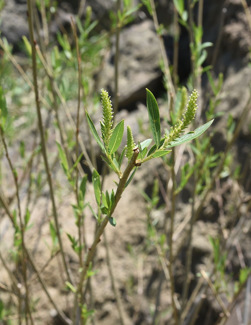 Image of genus Salix specimen.