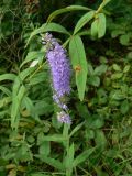 Veronica longifolia