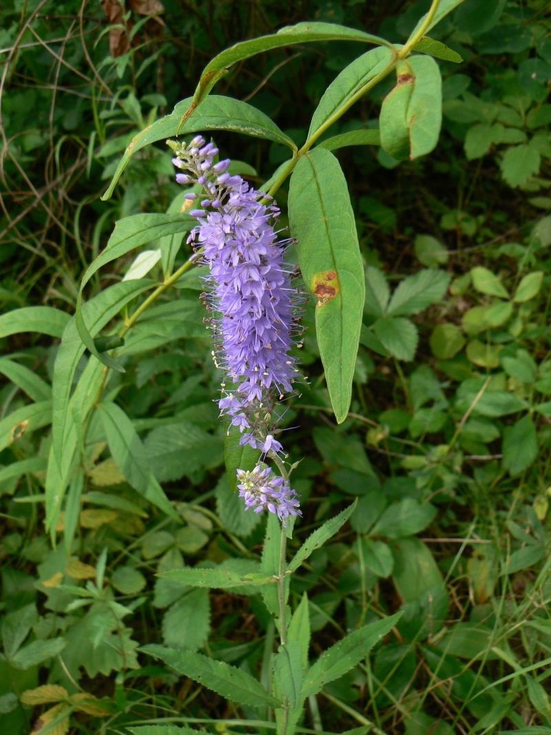 Изображение особи Veronica longifolia.