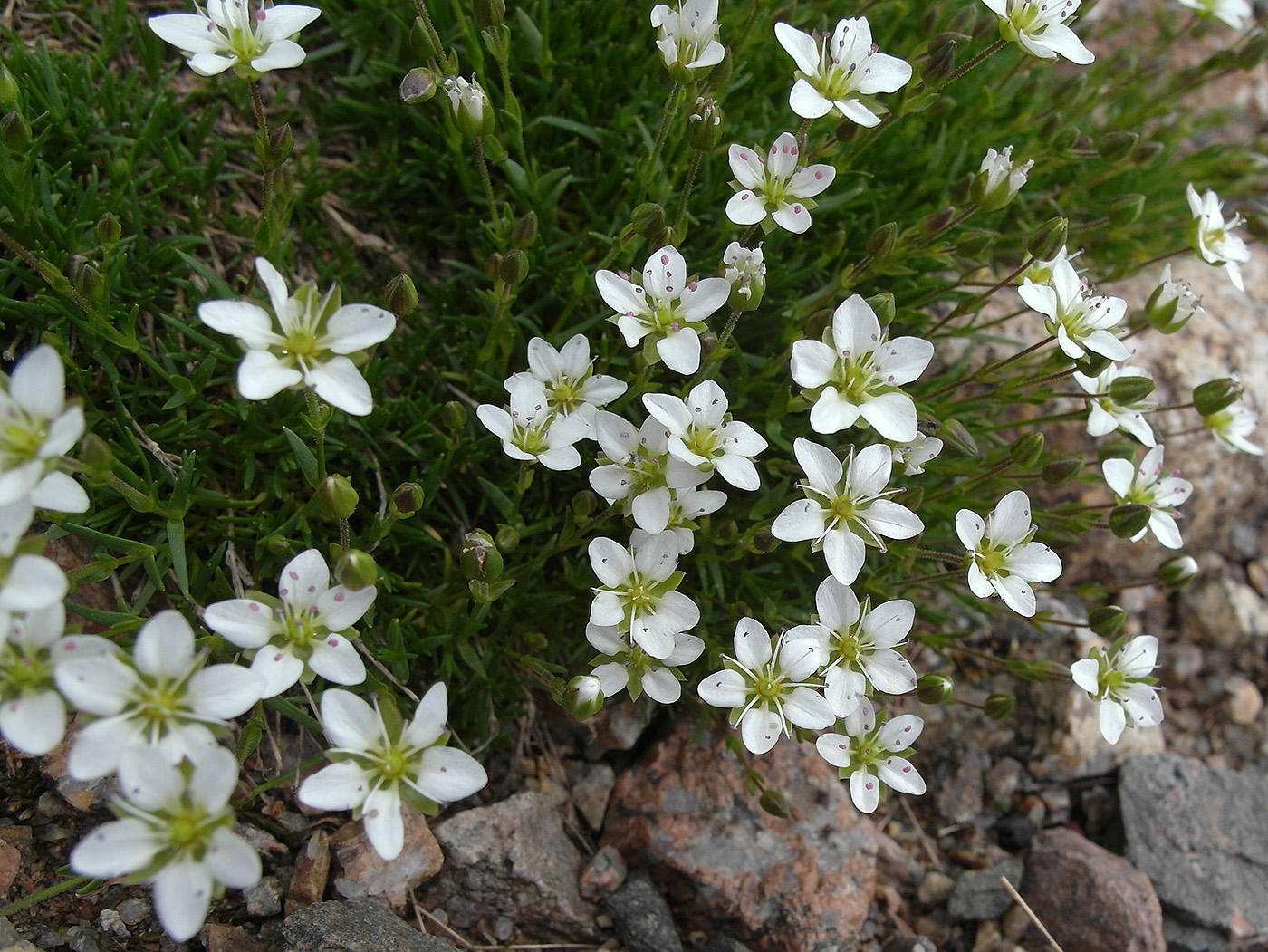 Image of Minuartia verna specimen.