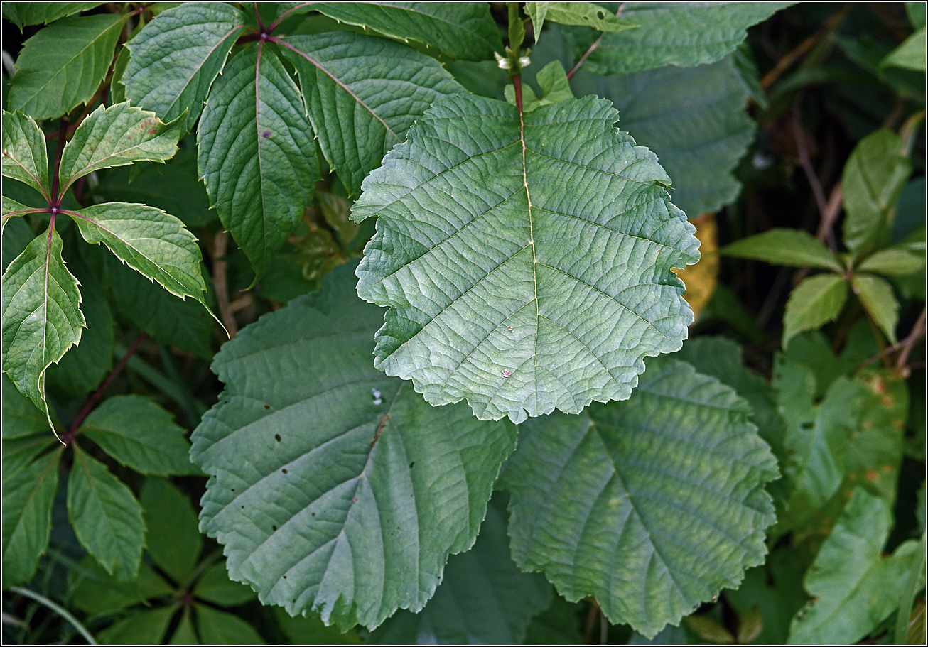 Изображение особи Alnus glutinosa.
