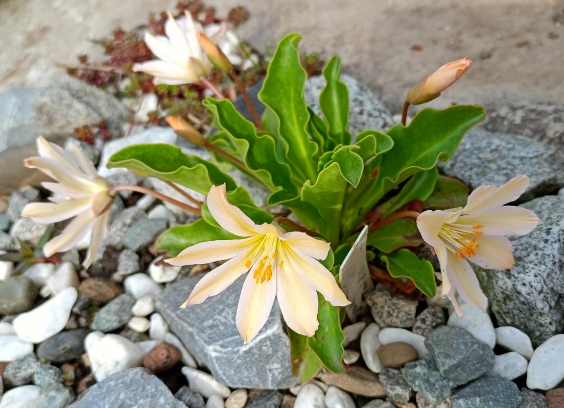 Изображение особи Lewisia tweedyi.